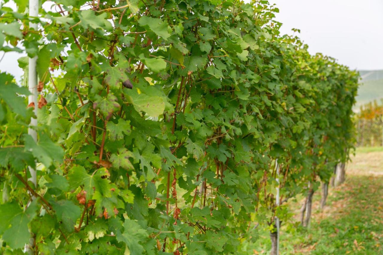 Ca Trifolera Barbaresco - Romantico Cascinale Con Antica Cantina Nel Cuore Delle Langhe - Degustazione Vini Nella Nostra Cantina Esterno foto