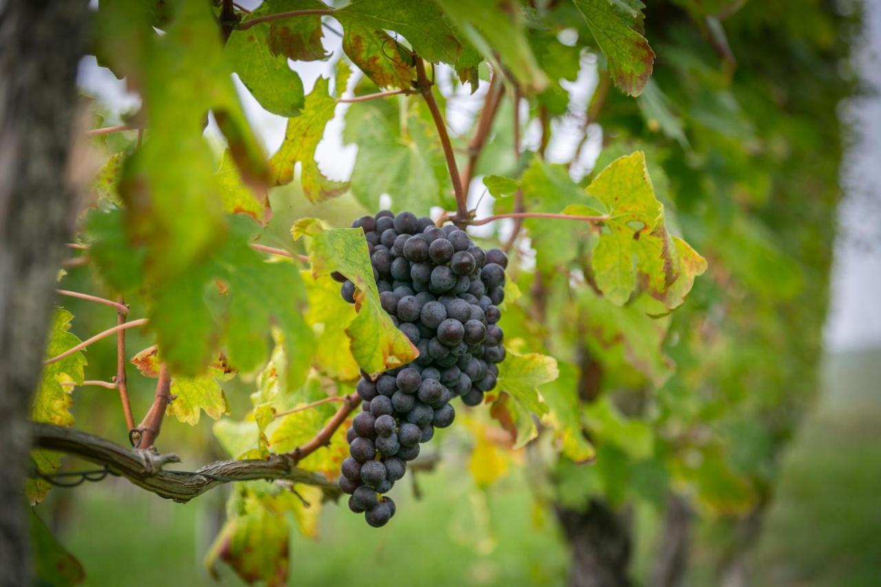 Ca Trifolera Barbaresco - Romantico Cascinale Con Antica Cantina Nel Cuore Delle Langhe - Degustazione Vini Nella Nostra Cantina Esterno foto