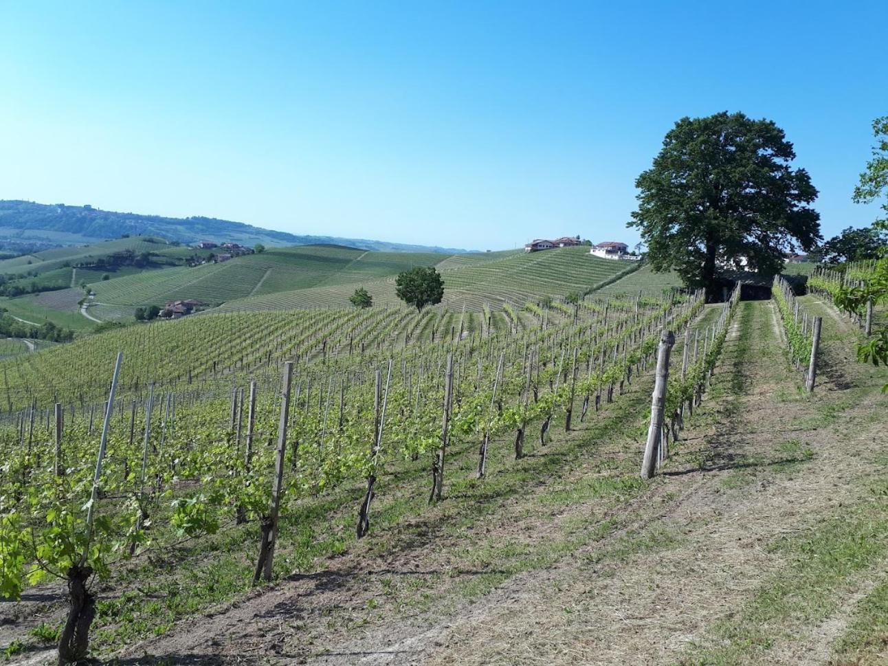 Ca Trifolera Barbaresco - Romantico Cascinale Con Antica Cantina Nel Cuore Delle Langhe - Degustazione Vini Nella Nostra Cantina Esterno foto