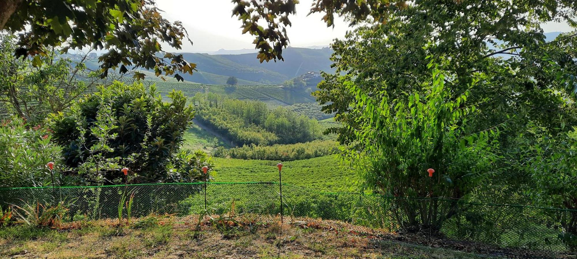 Ca Trifolera Barbaresco - Romantico Cascinale Con Antica Cantina Nel Cuore Delle Langhe - Degustazione Vini Nella Nostra Cantina Esterno foto