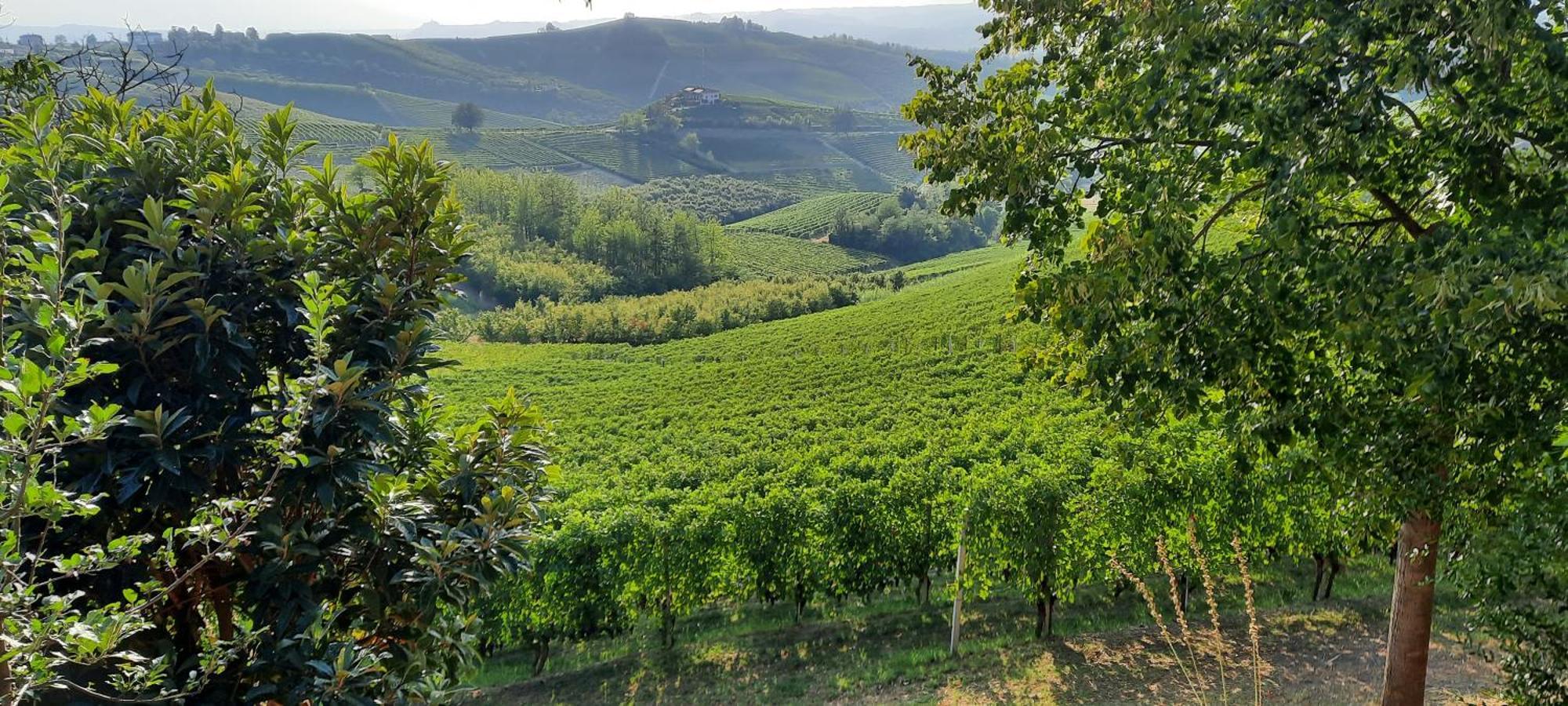 Ca Trifolera Barbaresco - Romantico Cascinale Con Antica Cantina Nel Cuore Delle Langhe - Degustazione Vini Nella Nostra Cantina Esterno foto